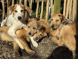 Raven sucht sein Zuhause