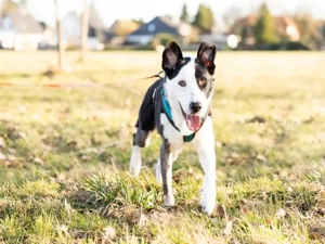 Andur sucht sein Zuhause