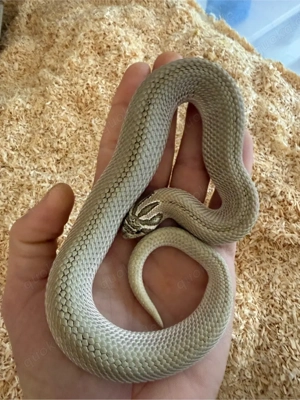 1.1 Heterodon nasicus arctic superconda