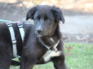 Phoenix sucht ihr Zuhause