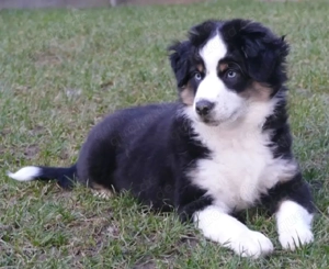Wundervolle Miniatur Australian Shepherd Welpen, reine Showlinie suchen bald tolles Zuhause