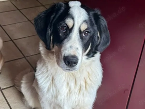 Lele sucht sein Zuhause