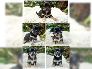 Wunderschöne Chihuahua-Welpen suchen ein liebevolles Zuhause