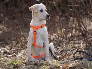 Giselle sucht ihr Zuhause