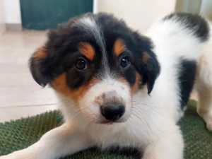 Aida sucht ihr Zuhause (noch auf Sardinien)