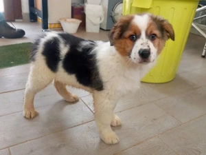 Angelo sucht sein Zuhause (noch auf Sardinien)