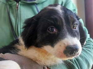 Anna sucht ihr Zuhause (noch auf Sardinien)