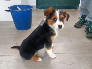 Appia sucht ihr Zuhause (noch auf Sardinien)