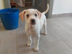 Arno sucht sein Zuhause (noch auf Sardinien)