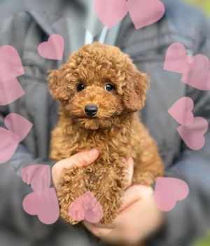 Toypudel (Toy Pudel) Welpen kleine Herzensfreunde suchen ihre Familie