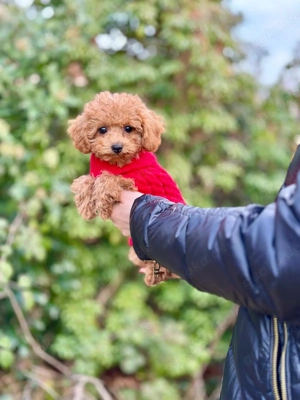 Toypudel Welpen   kleine Herzensfreunde suchen ihre Familie Bild 2