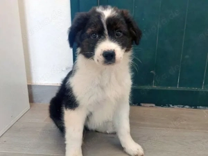 Asia sucht ihr Zuhause (noch auf Sardinien)