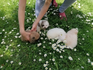 Pomeranian Zwergspitz Welpe 