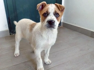 Augusto sucht sein Zuhause (noch auf Sardinien)