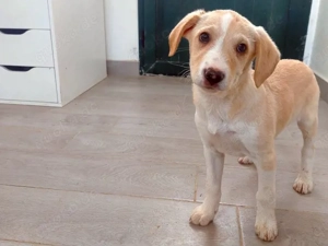 Aurelia sucht ihr Zuhause (noch auf Sardinien)