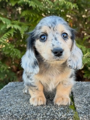 Gesunde, liebevoll aufgezogene Rüden und Hündinnen abzugeben. Wir suchen ein neues Zuhause für unser