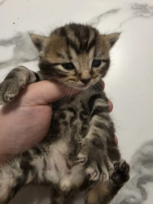 Katzen  babys