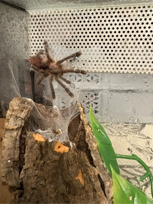 Ybyrapora sooretama vogelspinne