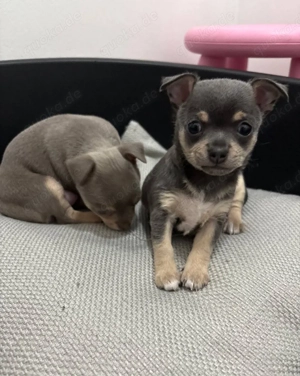 Chihuahua-Welpen verfügbar