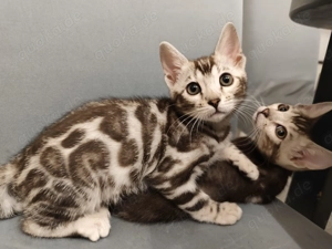 Reinrassige Bengalkatzen Weibchen