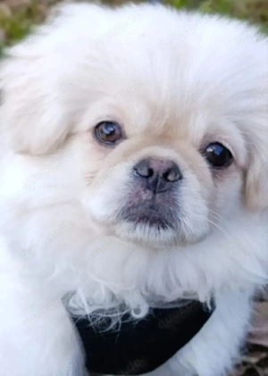 Pekinese royal weiß ab sofort