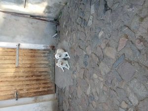 Shiba Inu Welpe in liebevolle Hände abzugeben  Bild 8