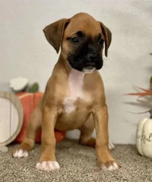 Die Reinrassige Boxerwelpen (mit Papieren) sind da. WhatsApp (0178 74 99 770)