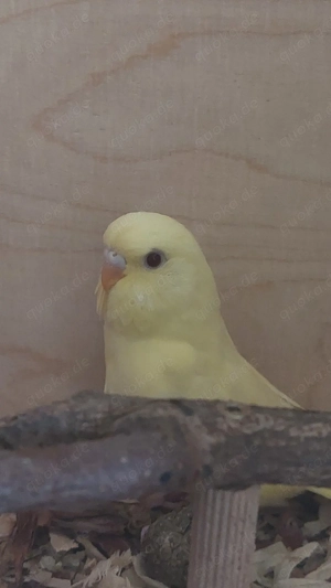 Wellensittich   Halbstandard 