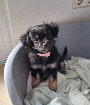 Süsses Chihuahua Langhaar Mädchen Welpe