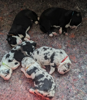 Bernersennen Australien Shepard Welpen 