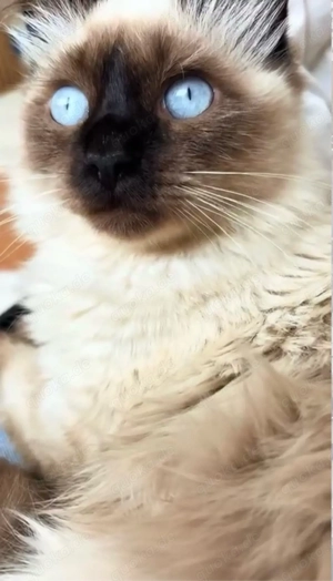 Heilige Birma 6 6,5 monate alt. 