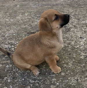 Jack Russel Mix Welpen 