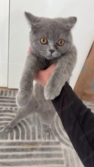 BKH katze mit zubehör !!!