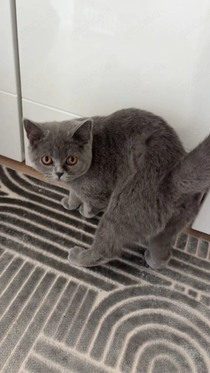 BKH katze mit zubehör !!!