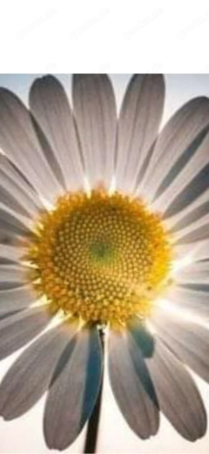 Zusammen den Frühling erleben...suche Sie ab 60 für immer...