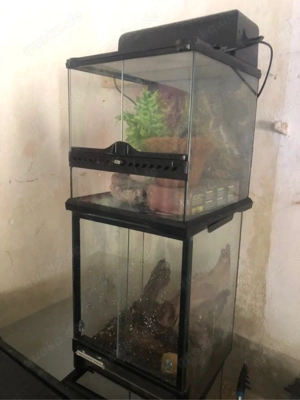 Terrarien. Bild 2