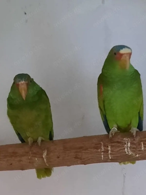 1,1 Weißstirnamazonen albifrons nana