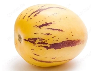 Melonenbirne Stecklinge