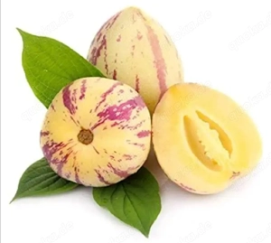 Melonenbirne Stecklinge Bild 4