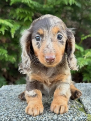 Gut aufgezogene Welpen suchen ein Zuhause für immer