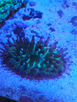 Korallen Korallenableger Meerwasser  Bild 2