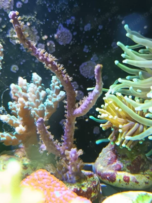 Korallen Korallenableger Meerwasser  Bild 6