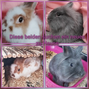 sehr dringend sehr ein Lippen zu Hause gesucht