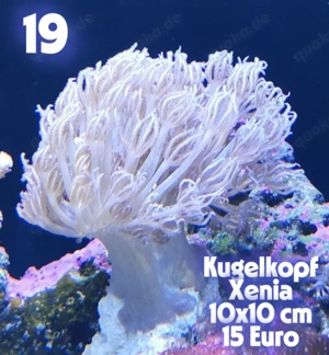 Meerwasser Korallen !!EXPRESSVERSAND!!