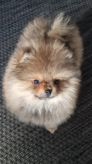 Reinrassige Pomeranian 
