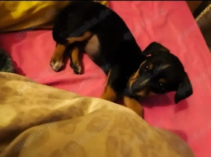 Wunderschöne Kokonimix Hündin ca 4 Monate sucht zuhause PS 