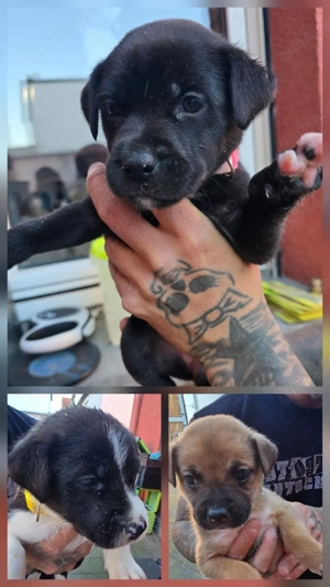 wunderschöne Schäferhund-Mischlingswelpen  Bild 6