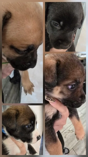 wunderschöne Schäferhund-Mischlingswelpen  Bild 5