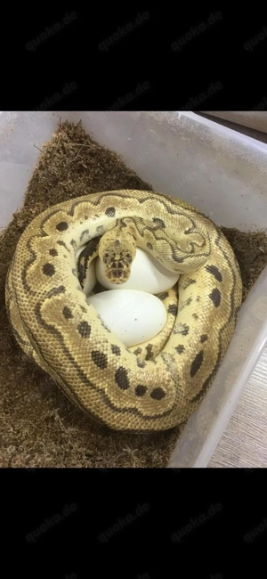 0.1 Python regius Pastel Clown Weibchen Adult