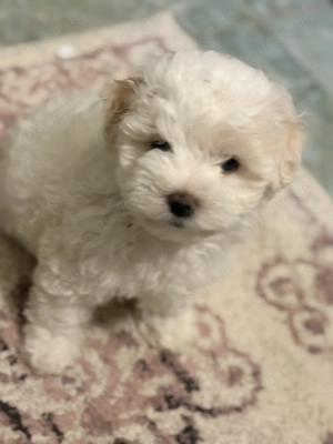 Malteser Mädl abzugeben